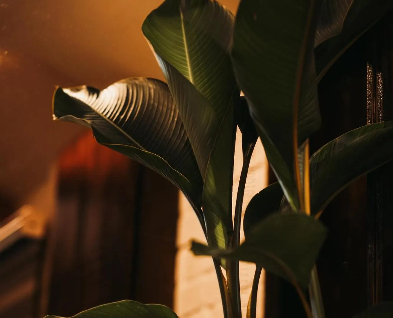 Boho's Hotel Varkala Indie